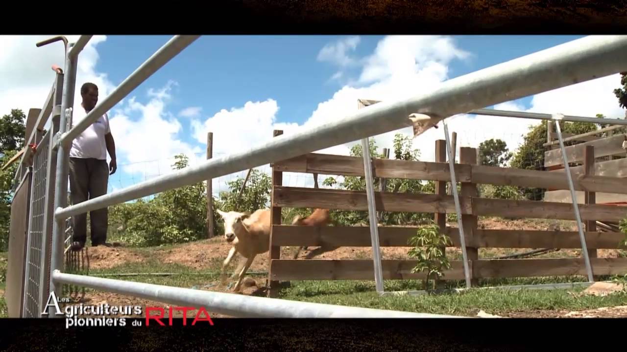 Les agriculteurs pionniers du Réseau d'Innovation et de Transfert Agricole (RITA) Martinique