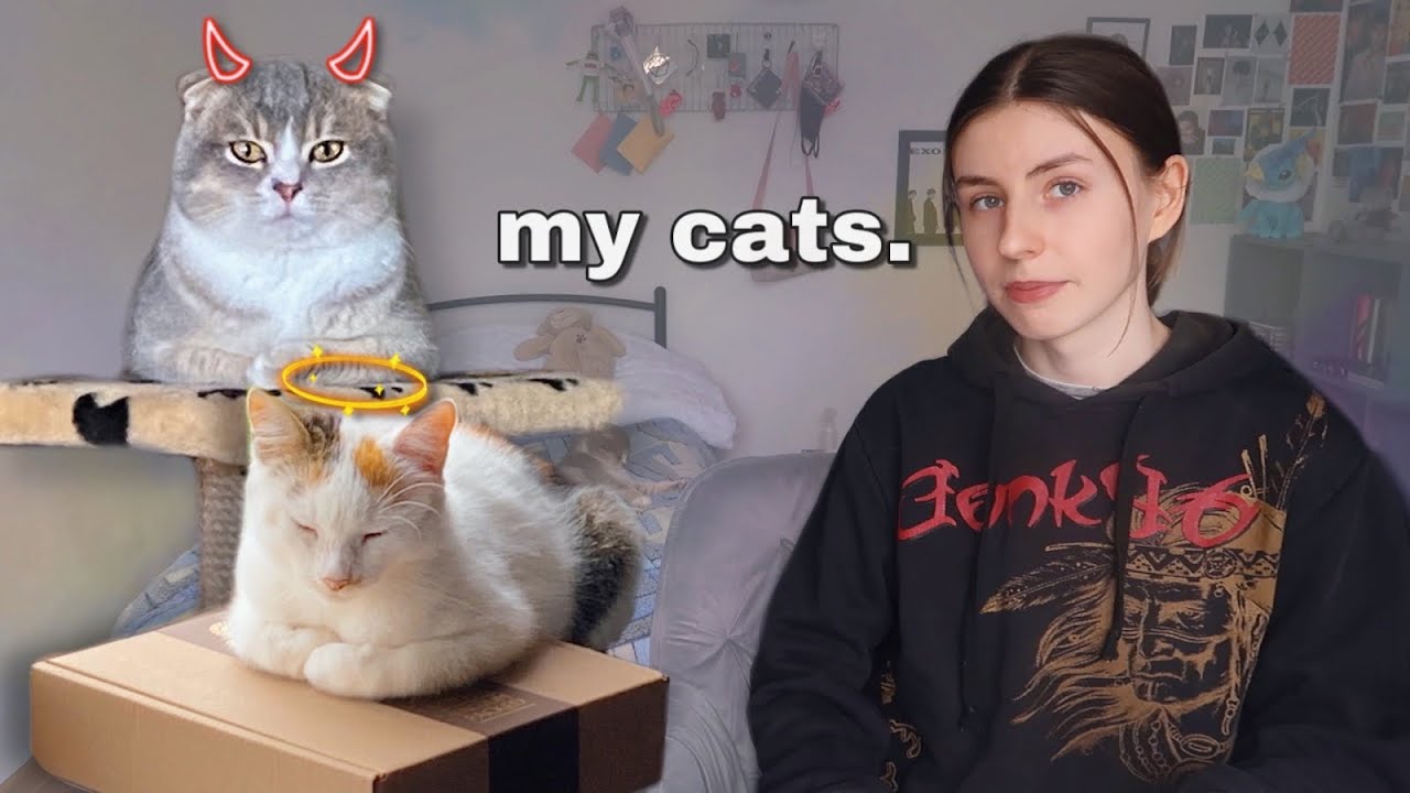 the vlog that's all about my cats