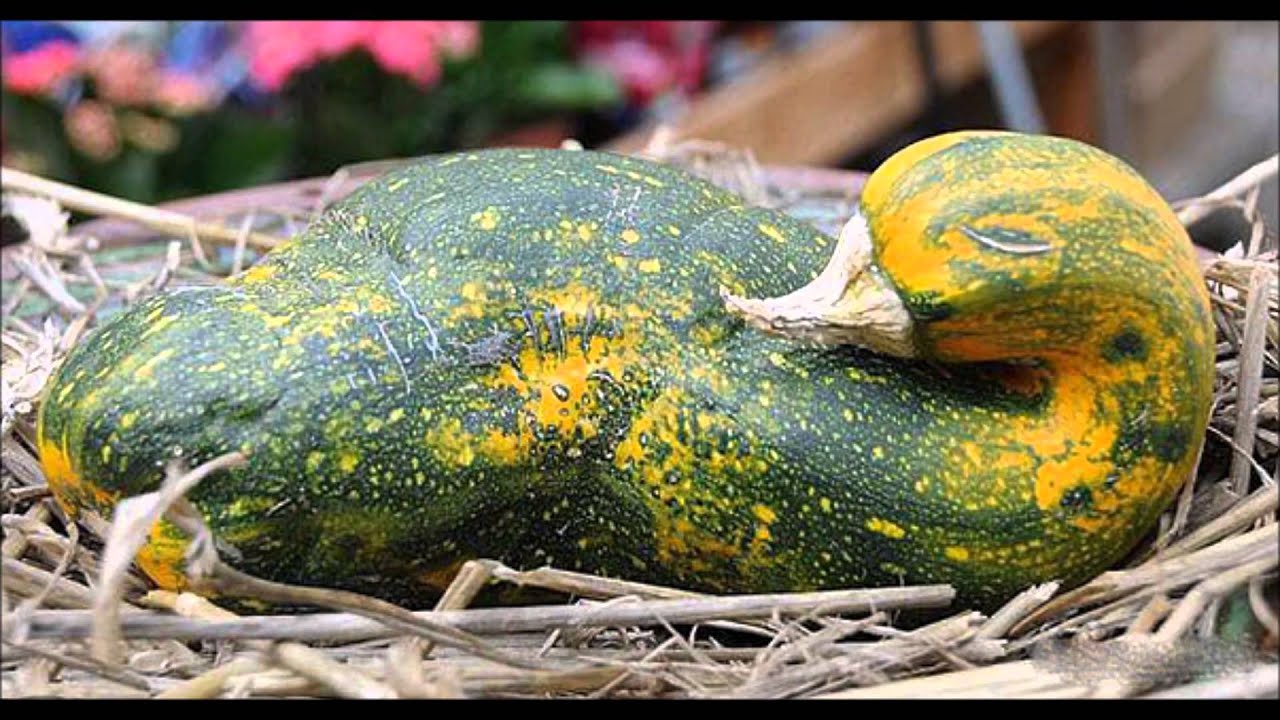 16 fruits et l&eacute;gumes insolites