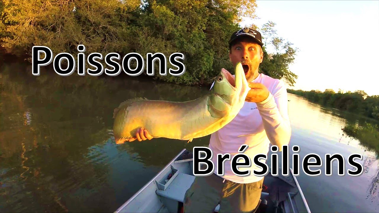 images retrouvées du Brésil