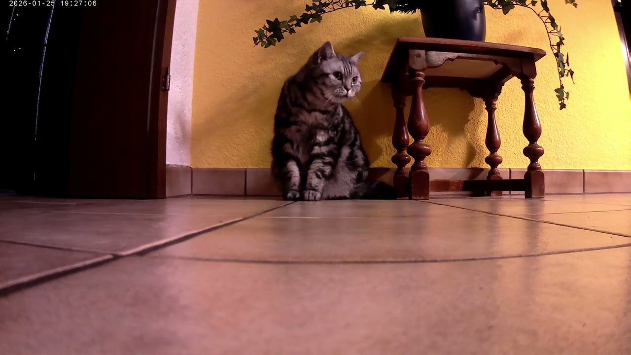 Amy♥️( BKH Silver Tabby Classic )♥️Geboren 2020♥️Fontastic 2016 V. 1.1 HVD Cam4KHD/FullHD/Ultra HD♥️