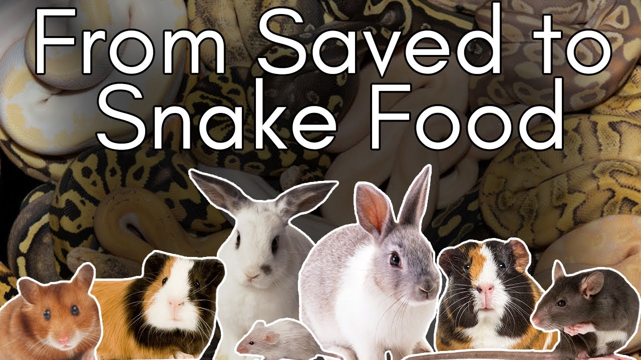 The Dark Side to Animal Rescue: The Humane Society’s EVIL Secret | Cid Dwyer
