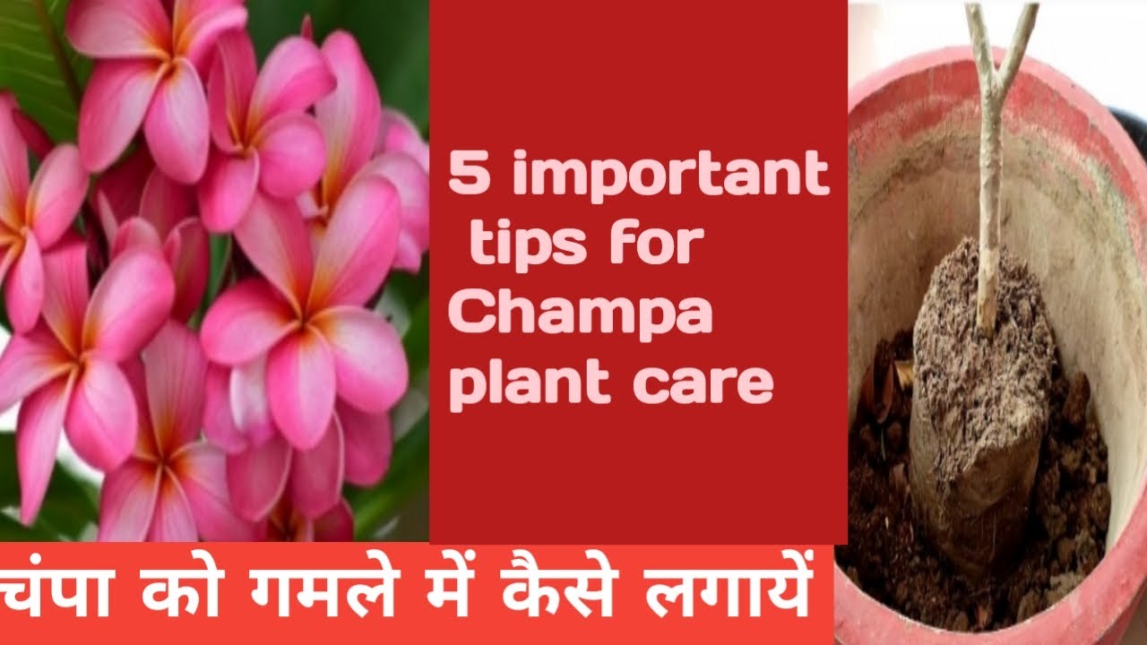 How to repot plumeria plant/plumeria plant care/Champa ke paudhe ko gamle mein kaise lagaen