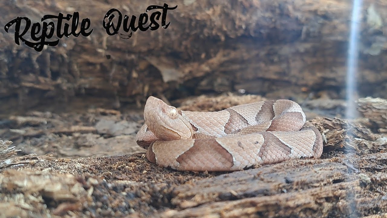 Vipers! ● Surprises ● and Invasive species!