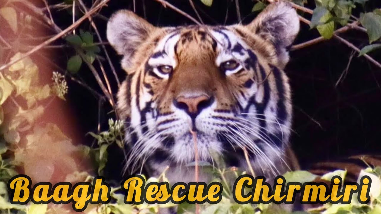 बाघ रेस्क्यू चिरमिरी सफलतापूर्वक !! Tiger Rescue Chirmiri Successfully