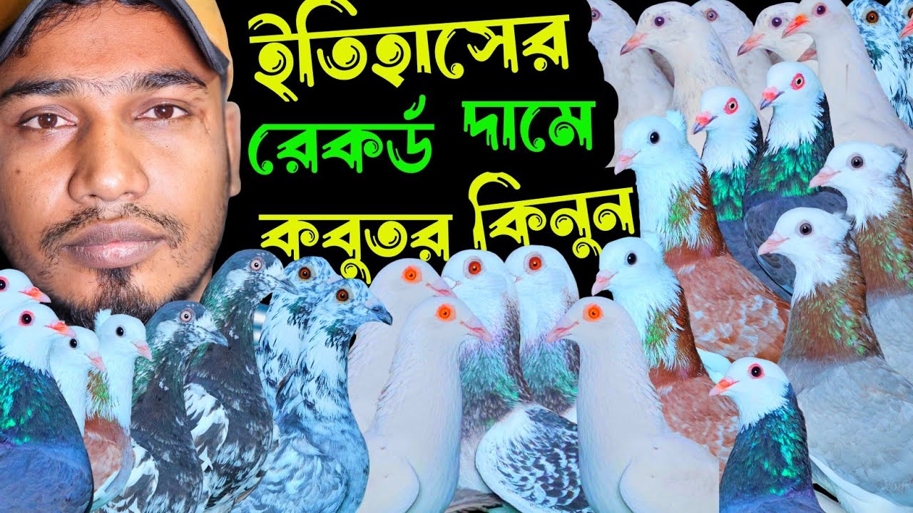 আগুন অফারে পাকিস্তানি টেডি,দামাসিন,বুদাপেস্ট,গররা,চিলা গিরিবাজ কবুতর কিনুন | বাকবাকুম পায়র| Pigeon |
