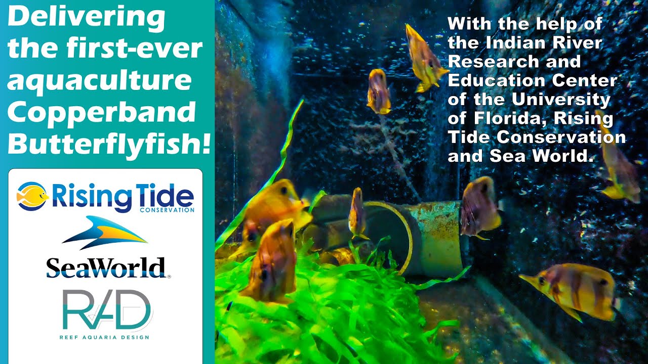 THE FIRST CAPTIVE BRED COPPERBAND BUTTERFLYFISH BY IRREC, RISING TIDE CONSERVATION, SEA WORLD & RAD