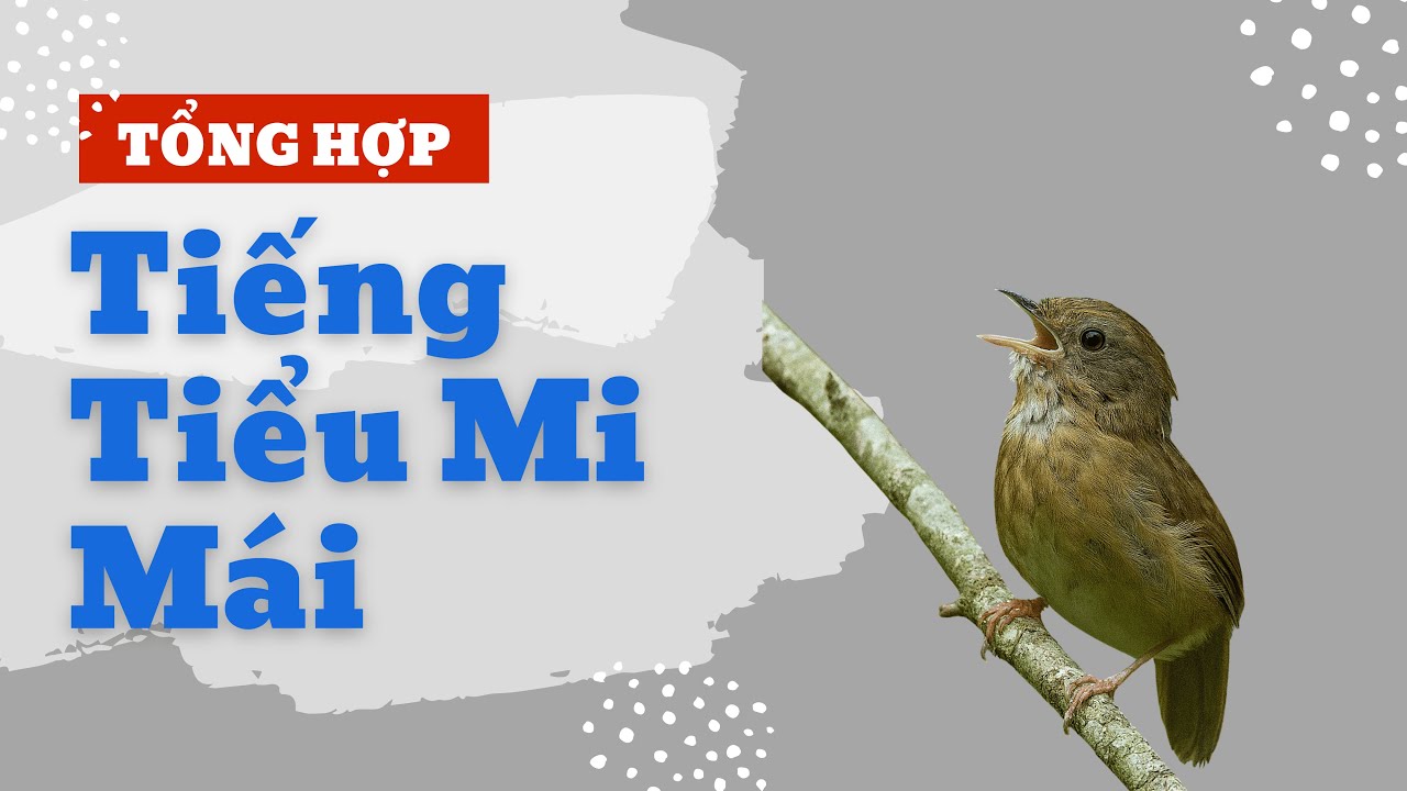 Tổng Hợp Tiếng Chim Tiểu Mi Mái Giúp Trống Bổi Nhanh Hót | Tổng Hợp Tiếng Chim