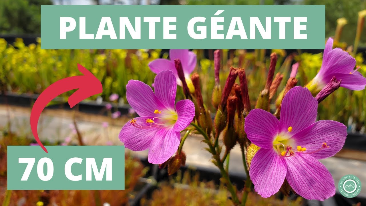 Tout Savoir sur cette Plante Carnivore Fantastique ⚡(Drosera regia)