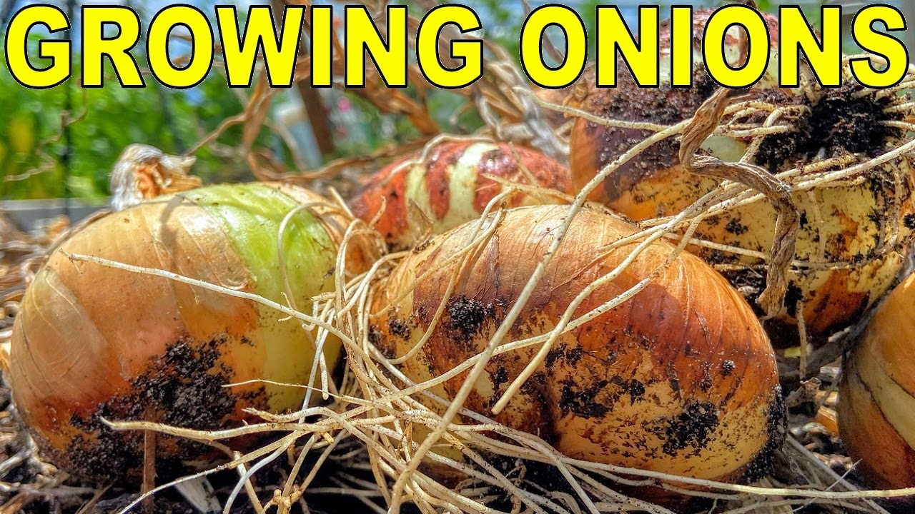 I'll NEVER Grow Onion Sets Again! Proof That SEED GROWN ONIONS ROCK!