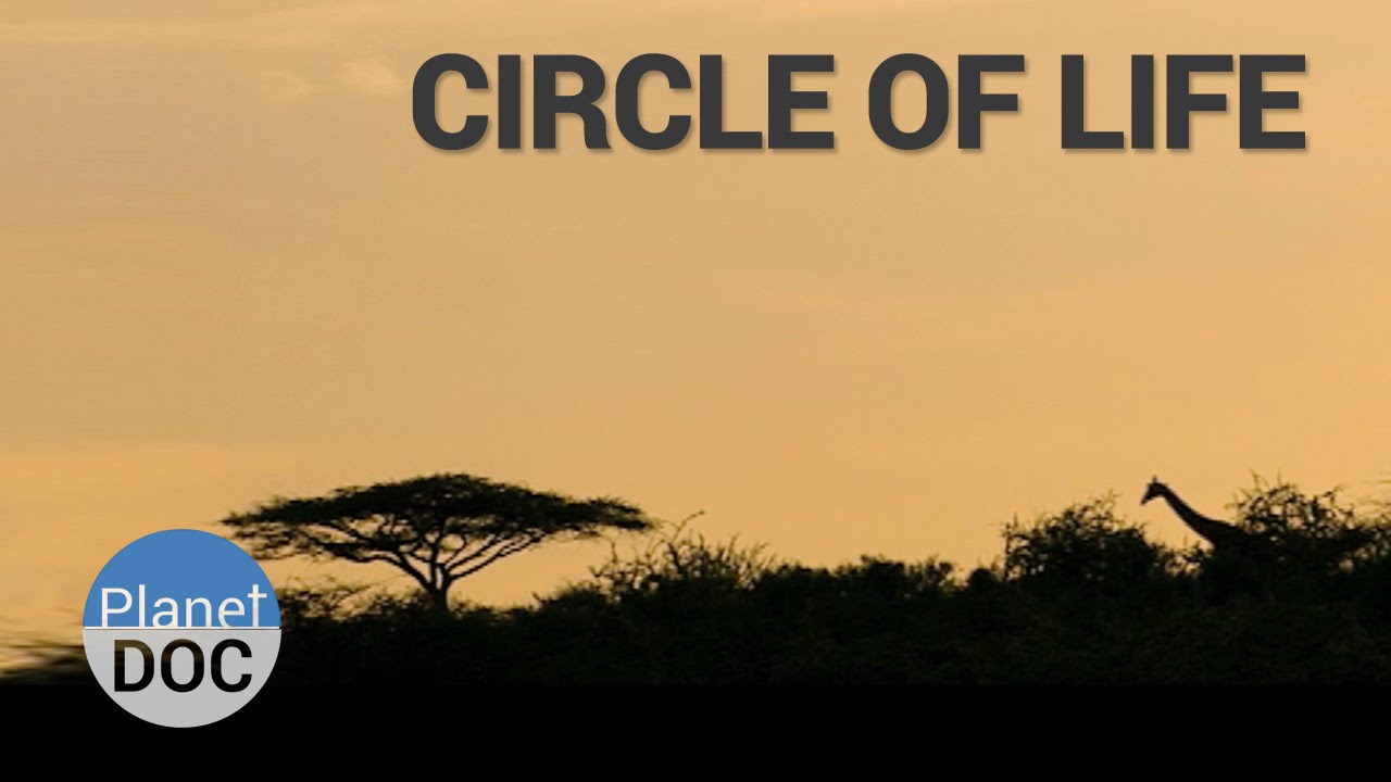Circle of Life. Shaba | Nature - Planet Doc Full Documentaries