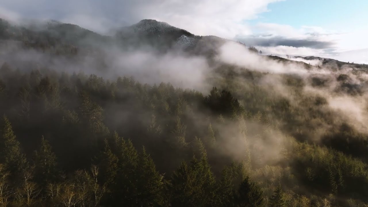 Aesthete Tea Film - Pacific Wonderland
