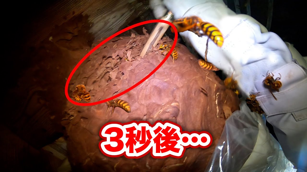 スズメバチの巣をぶった斬ってみた【ENG SUB】