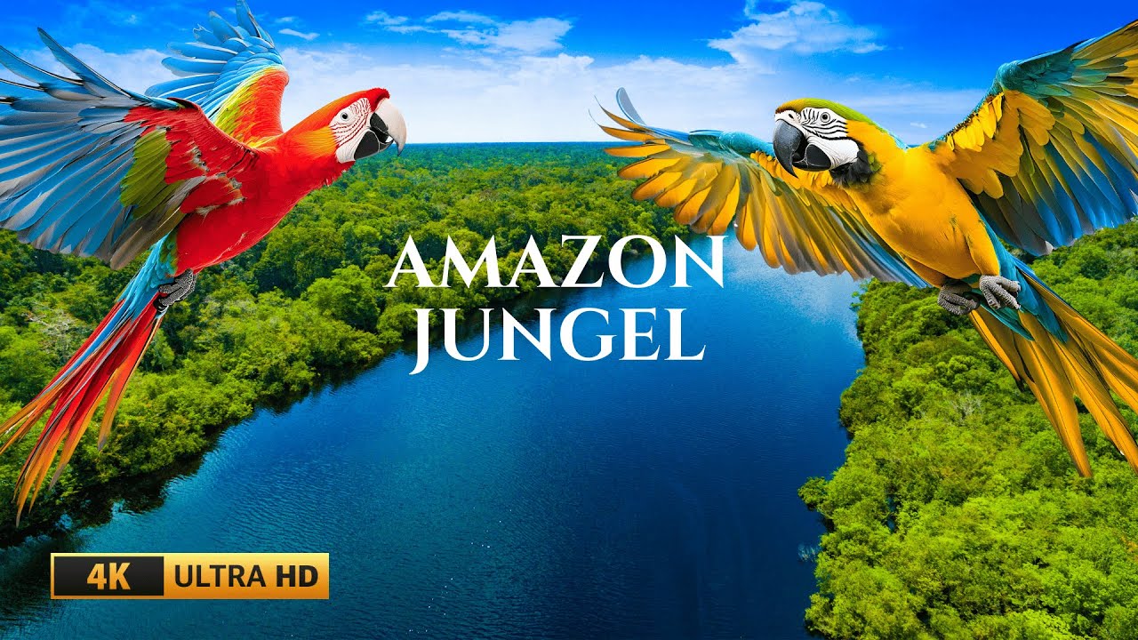 Nature Sounds Relaxing Music | Amazon Jungle Wildlife VideoWild Amazon in 4K Ultra HD |
