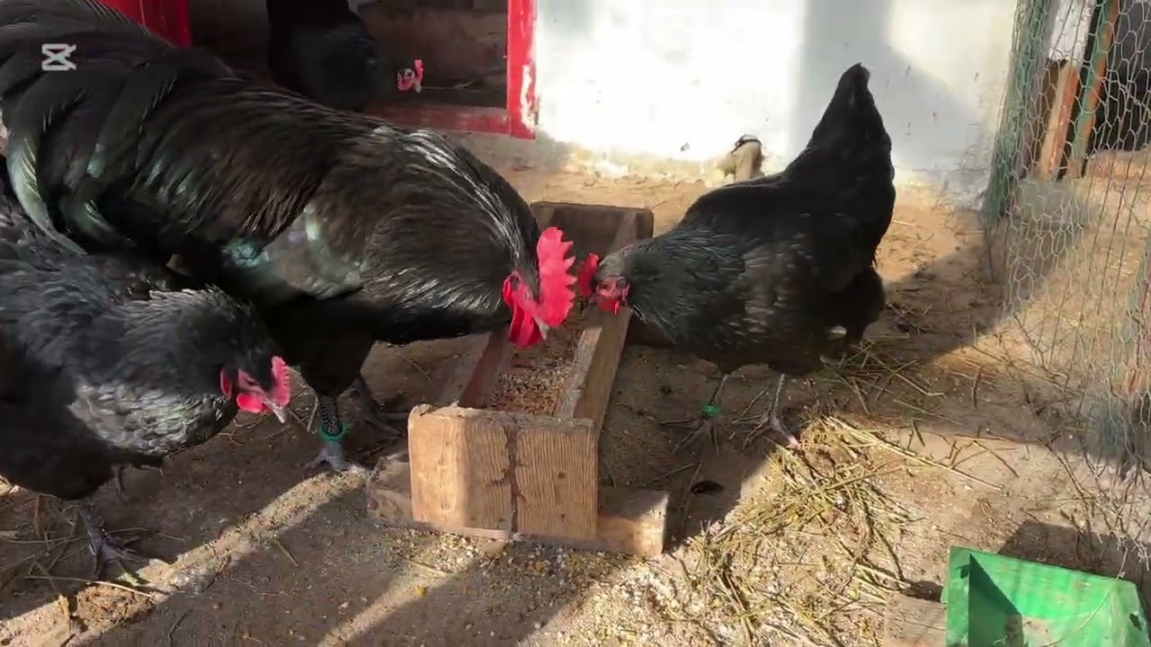 🐓⚫️Australorp Negru⚫️🐓-O multime de ouă🥚🥚🥚