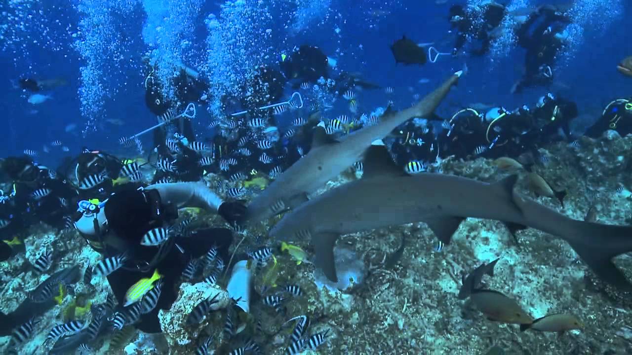 Beqa Adventure Divers - The Fiji Shark Dive