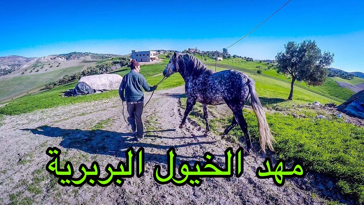 (فلوق) تجارة المنزل حياينة - اوطابوعبان ام الخيول البربرية و العربية البربرية Horse 2020 - الجزء 2