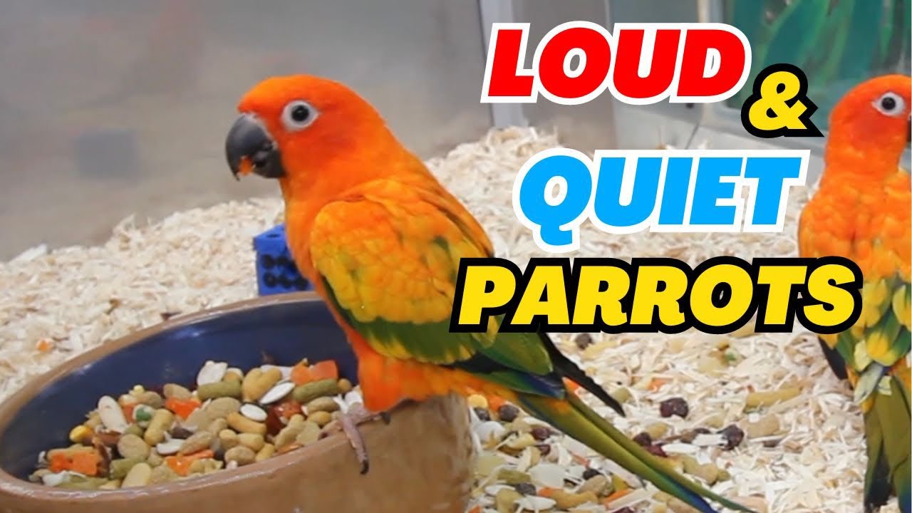 Loudest and Quietest Parrots &ndash; Noise Level
