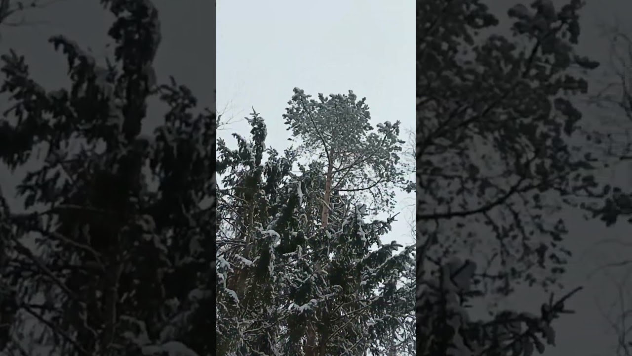 Luminen mets&auml;.