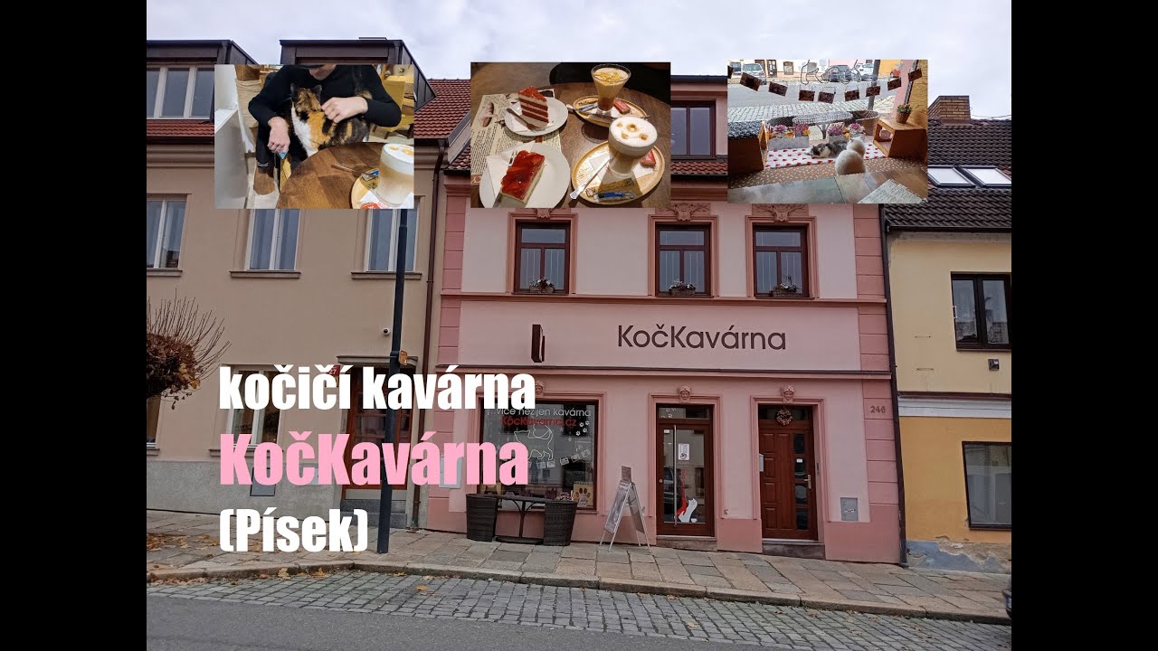 Skvělá kočičí kavárna v Písku (Great cat cafe in Písek)