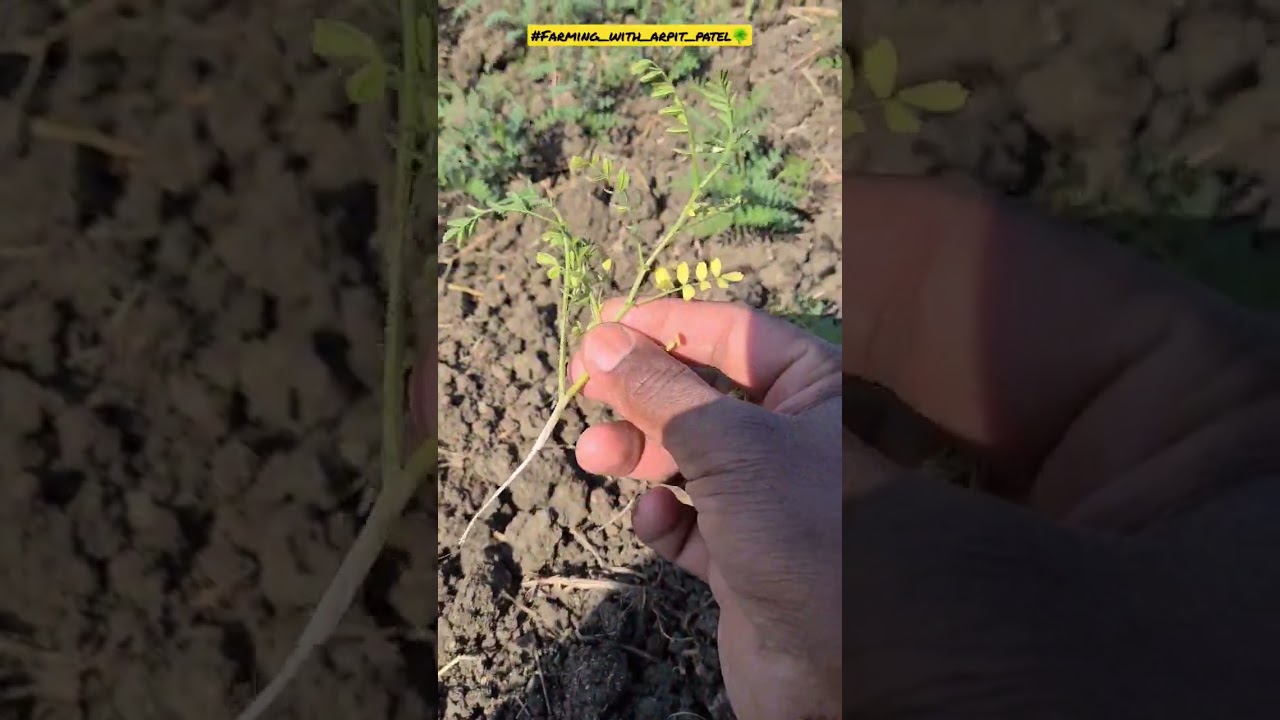 chane ka wilt #shorts shorts video #shortviral
