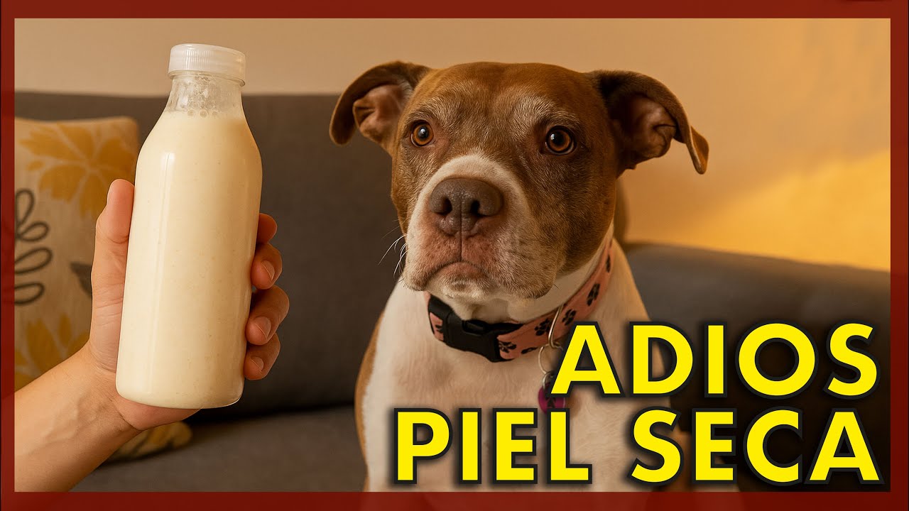 ¡Adiós Piel Seca! Haz Shampoo de Avena Casero para tu Perro 🐶🛁🌾 