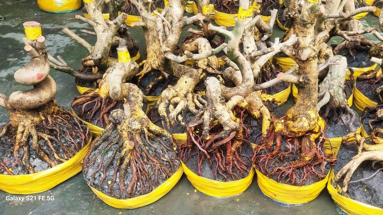 Nhung 0966023980_0377865771 ngày 21/2 gl lô phôi mai vàng giảo dáng lắc lượng bông chùm cánh to 