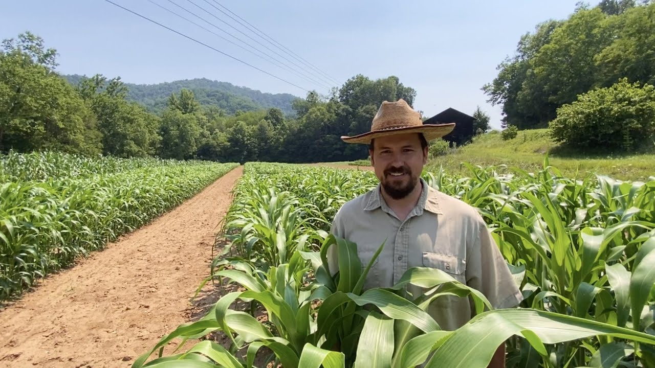 Using Buckwheat To Protect Heirloom Sugar Drip Sorghum Cane v14