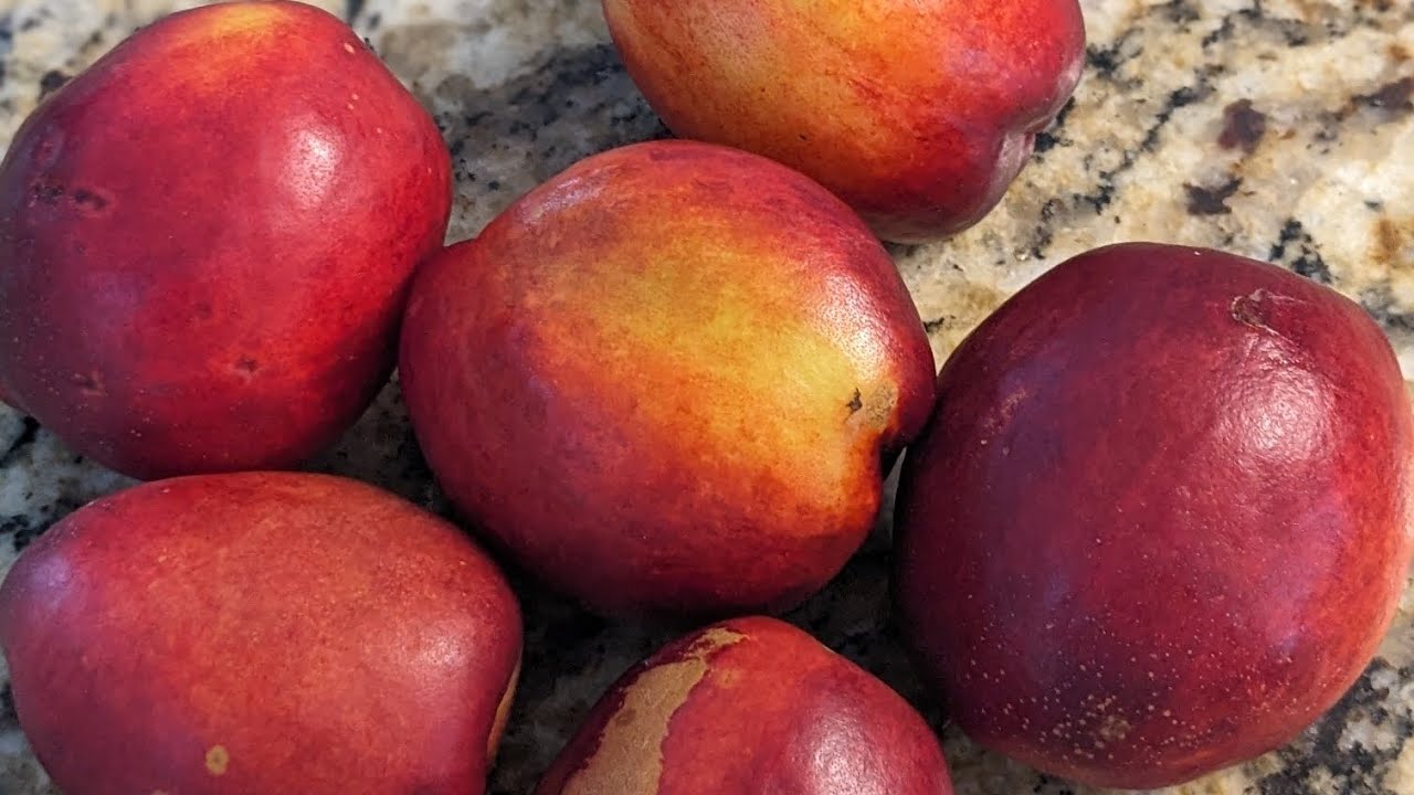 Growing nectarine tree in Florida