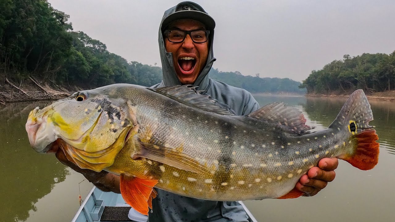 Giant Peacock Bass Topwater Explosions
