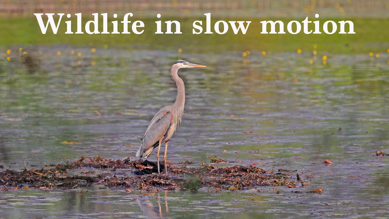 Moments in nature: Slow motion music video