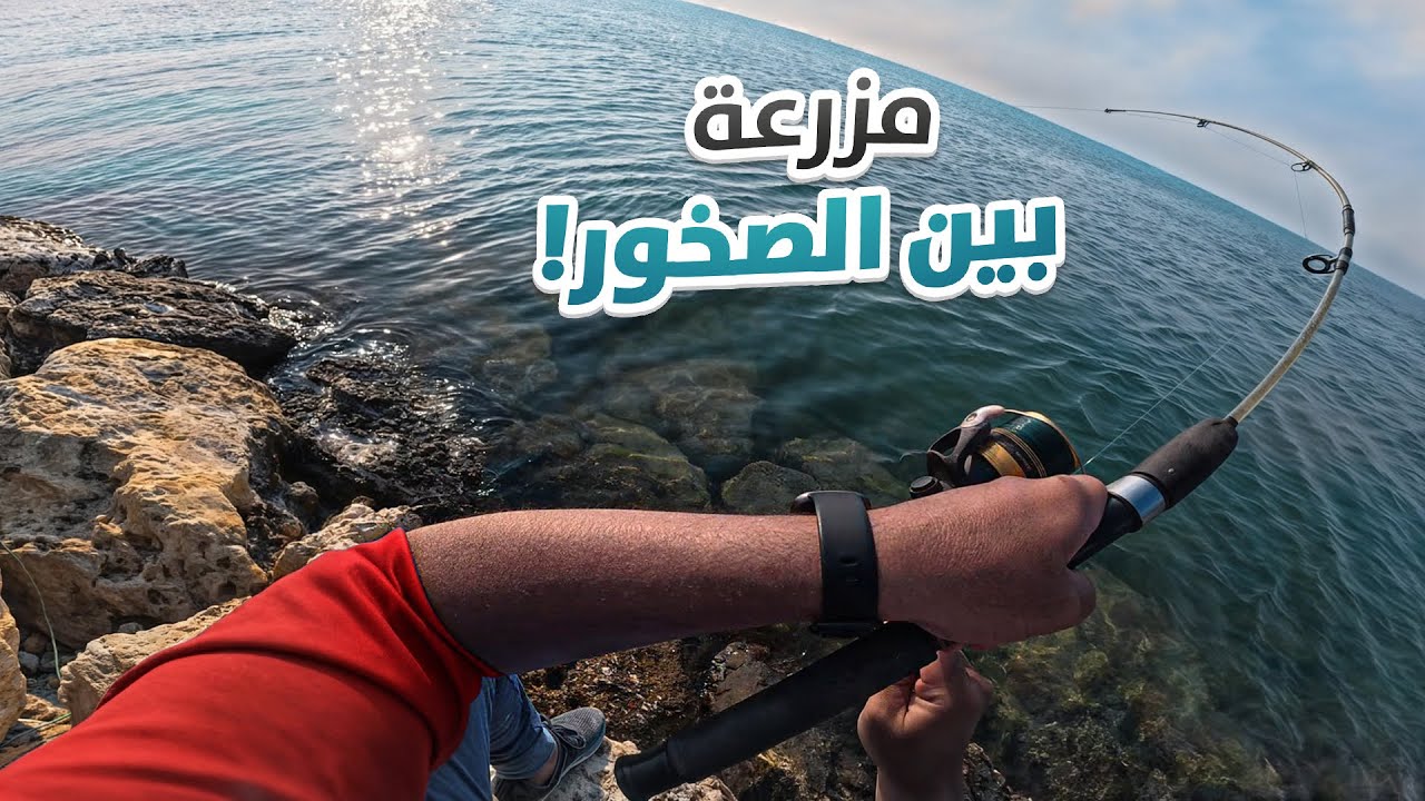  نبحث عن الدنيس