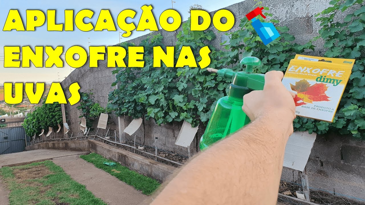 Pulverização de enxofre nas uvas - Veja o passo a passo de como preparar e aplicar