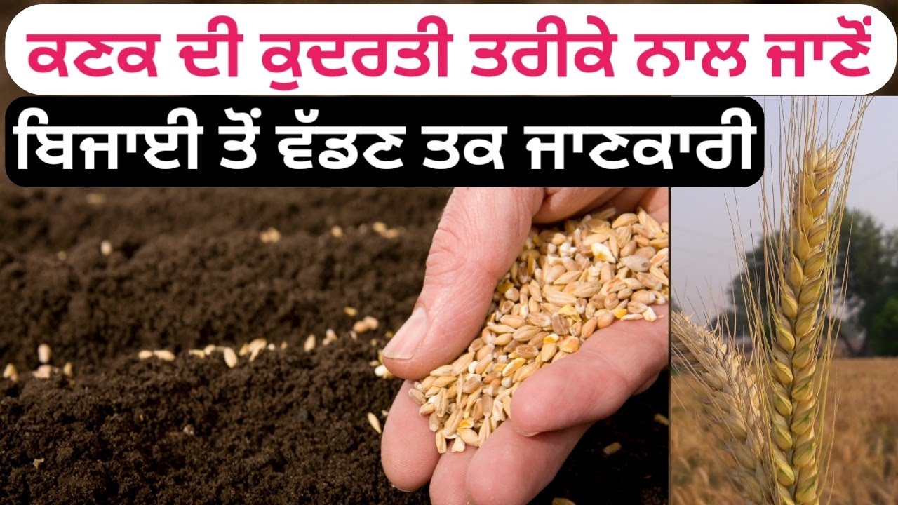 ਕਣਕ ਦੀ ਕੁਦਰਤੀ ਖੇਤੀ ਬਾਰੇ ਪੂਰੀ ਜਾਣਕਾਰੀ organic wheat farming complete guidence.
