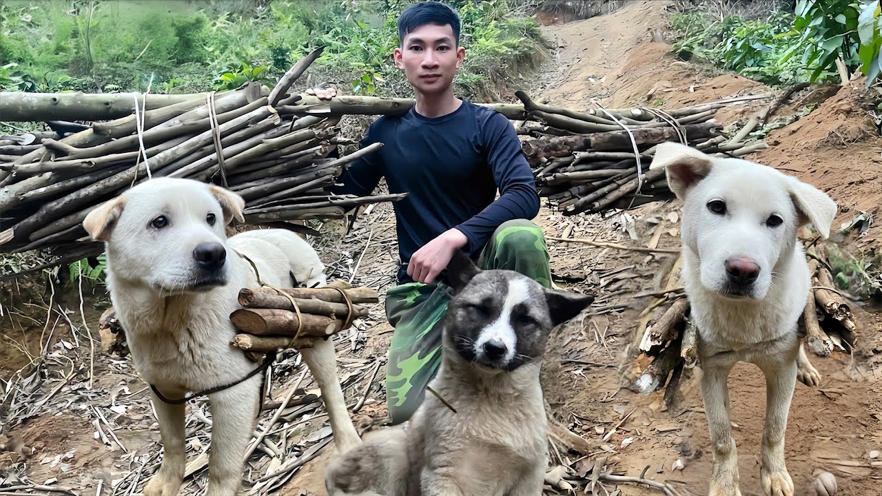 Off-Grid Life With My Dogs | Gathering Firewood for Our Mountain Home