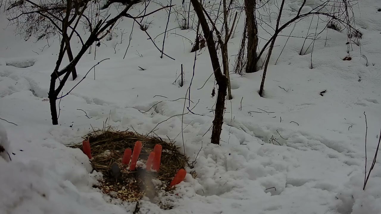 Daylong Bird Activity, Chernihiv, Ukraine, 25.02.2026