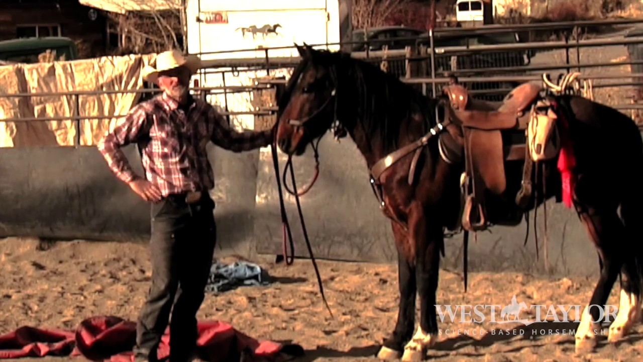 BLM Mustang Training: First Saddle Ace (1972) at Wild West Mustang Ranch