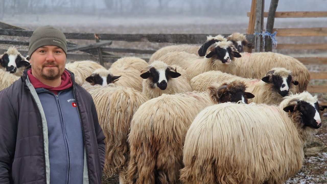 OILE LUI VIOLIN DAJ DE LA NUCȘOARA, JUDEȚUL HUNEDOARA, TÂNĂR PASIONAT DE ȚURCANE BREZE