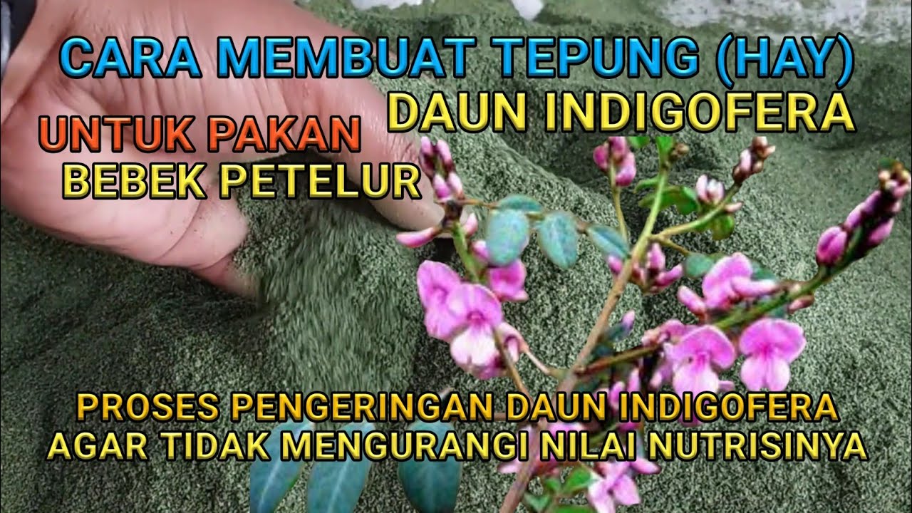 Cara Mengeringkan Daun Indigofera Agar Tidak Mengurangi Nilai Nutrisinya