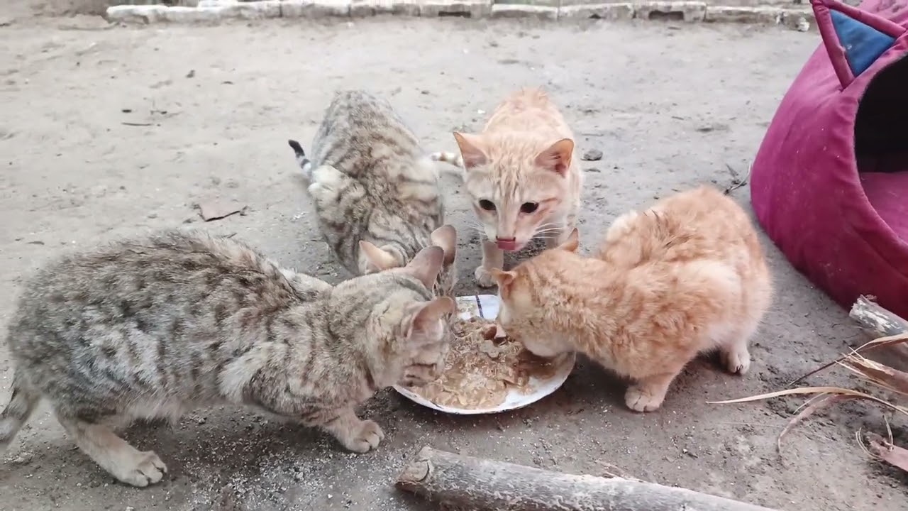 Funny cat in village walidlife 