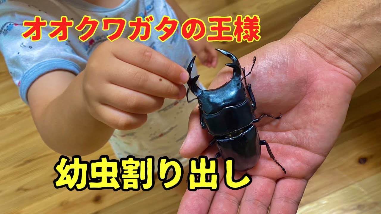 グランディスオオクワガタ　幼虫割り出し！②