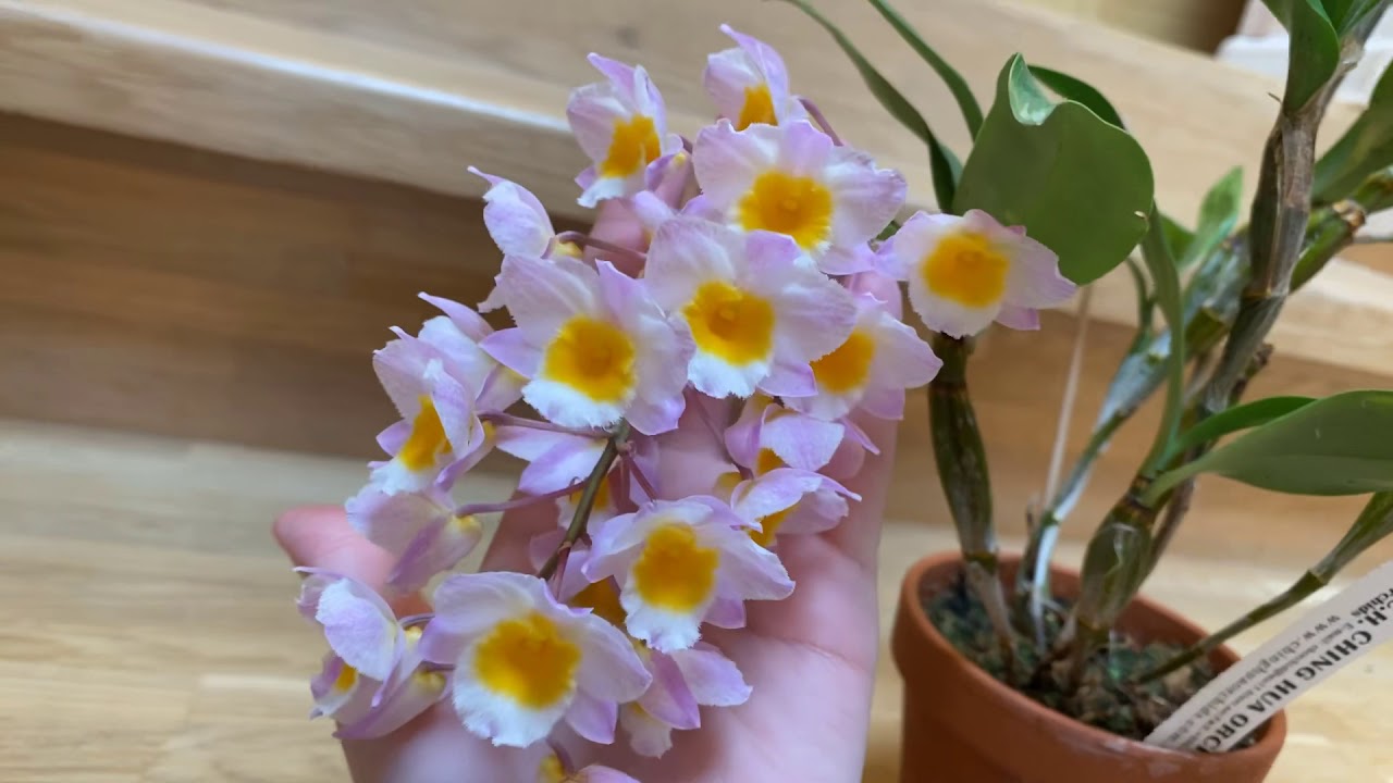 Dendrobium Farmeri pink