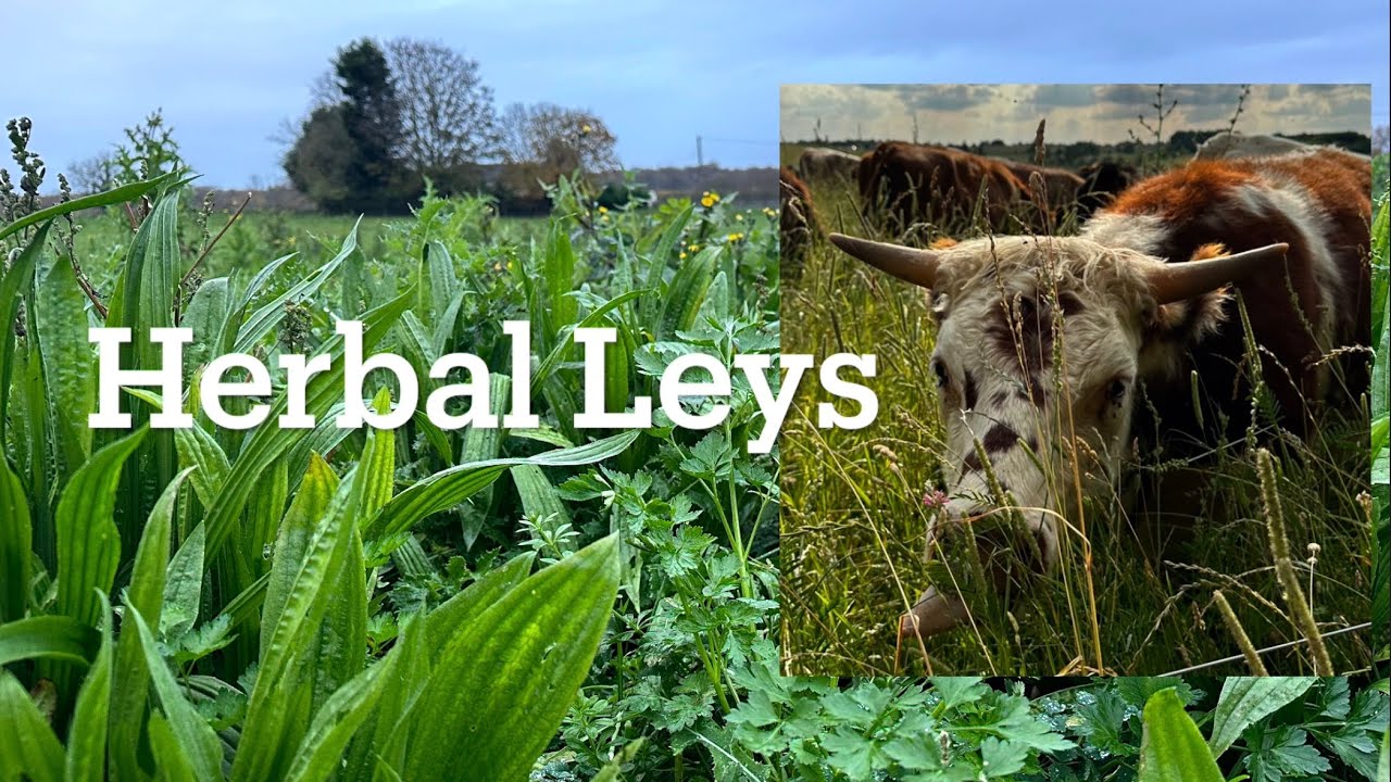 BenAdamsAgri - Can an arable farmer grow a herbal ley?