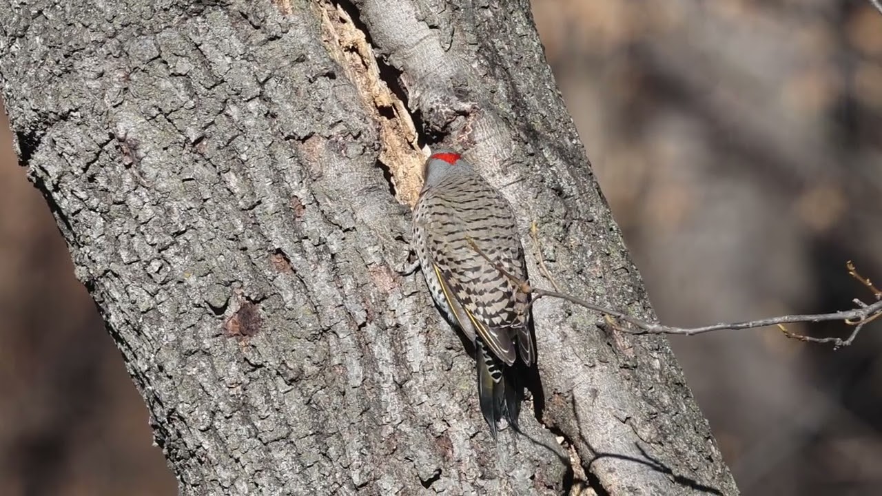 A Northern Flicker Ascends a Tree Trunk