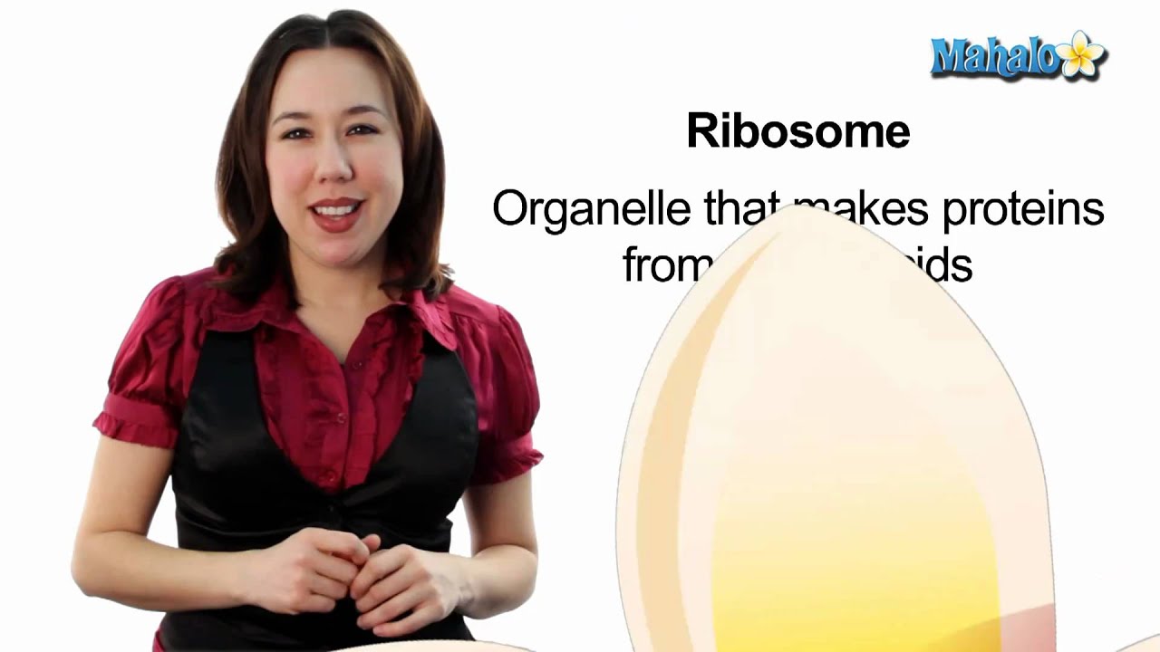 Learn Biology: Cells&mdash;Ribosomes