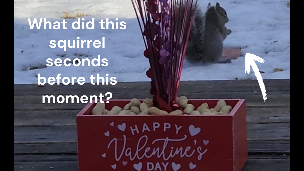 Squirrel's Valentine's Day '26