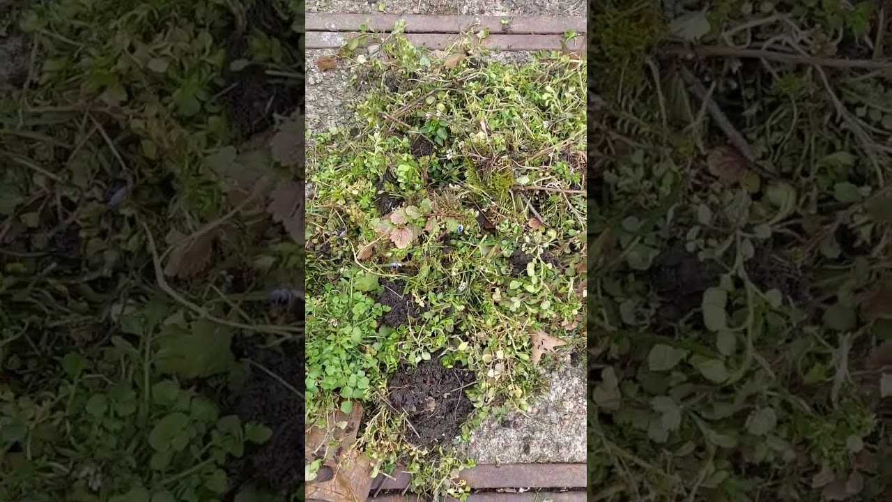 Hairy Bitter Cress Highly Invasive Annual Weed