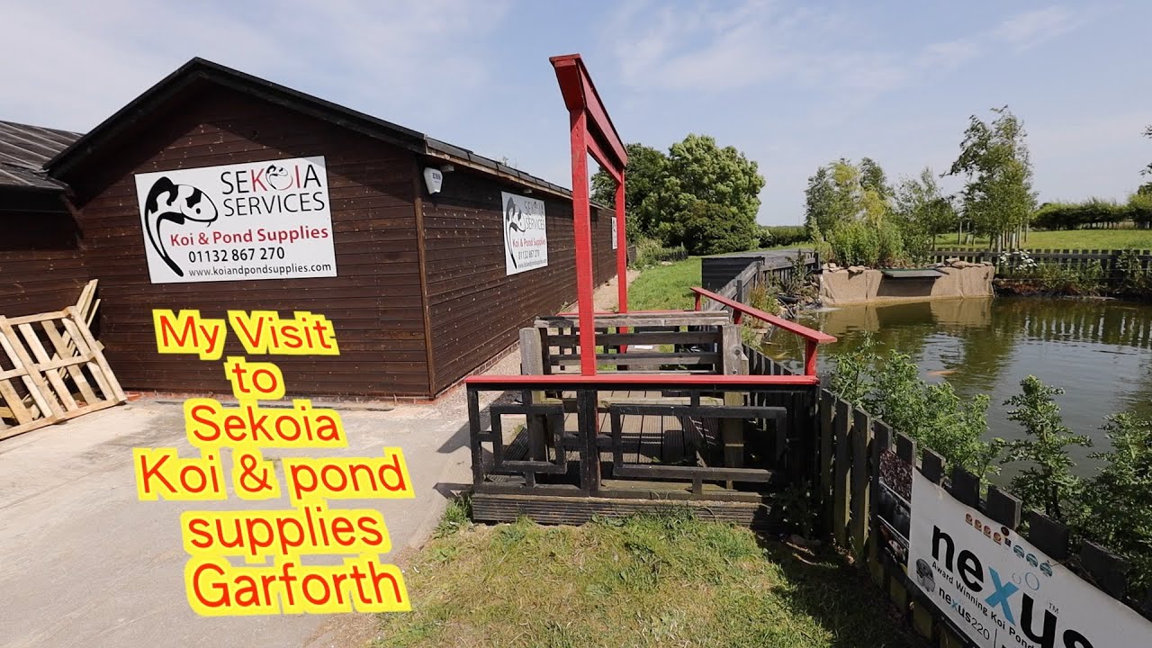 Visit to Sekoia Services Koi & Pond Supplies in Garforth Yorkshire UK /Butterfly koi