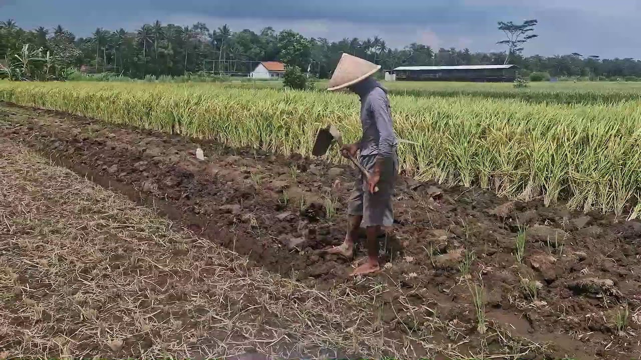 CREATIVE HOE TECHNIQUES FOR PREPARING RICE FIELDS EFFICIENTLY! - Agriculture Farming