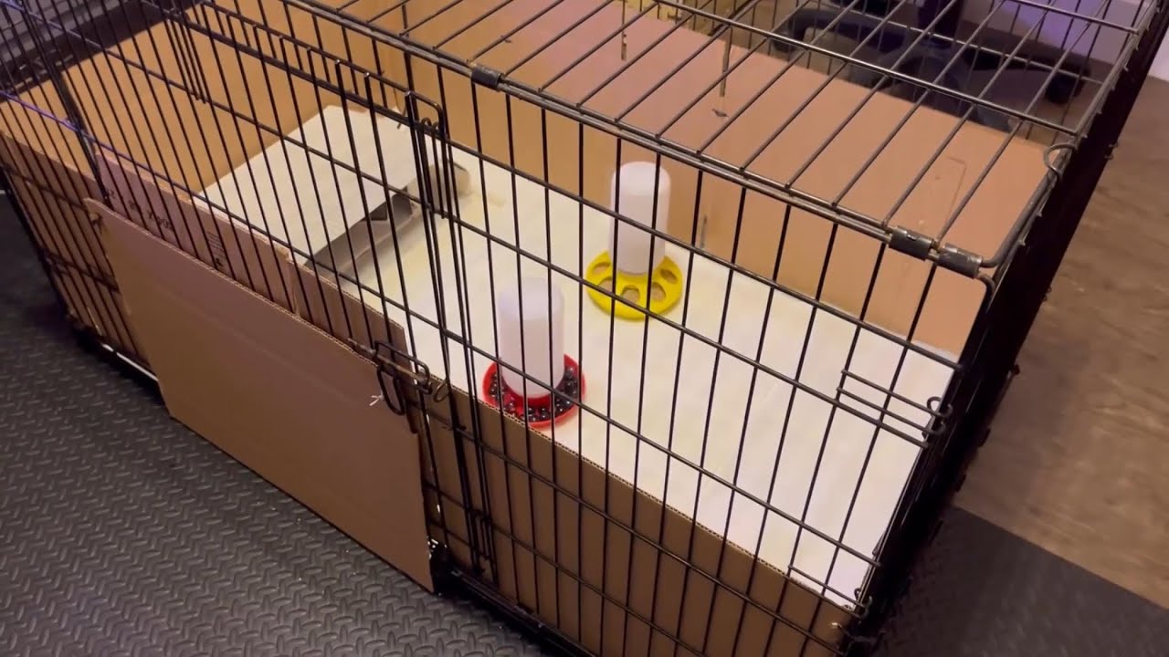Chick Brooder Set Up using Dog Crate - Easy DIY with Heat Mats and Shoe Box #chickens #homestead